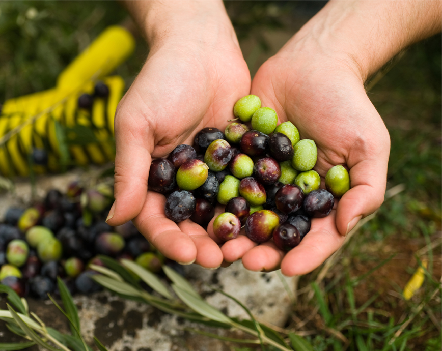 Obu Olive Zeytinliklerimiz ve üretim bölgemiz, Soğuk sıkım zeytinyağ, En iyi gürme zeytinyağ, Organik Zeytinyağ